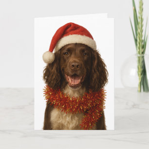 Brown and white Sprocker Spaniel Christmas card