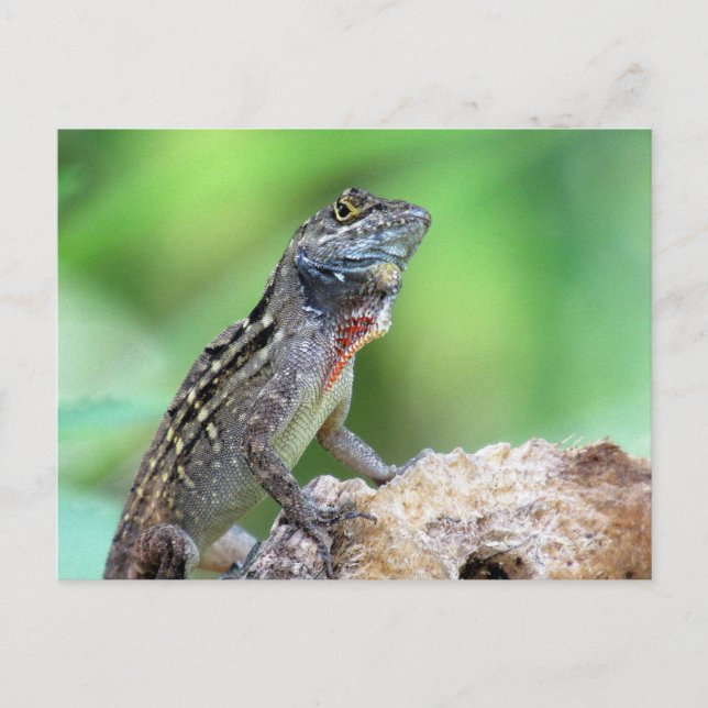Brown Anole Lizard Postcard (Front)
