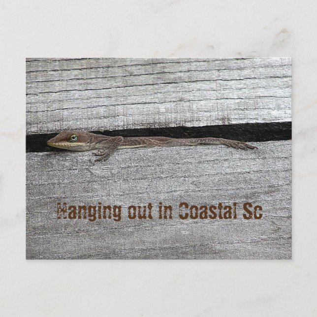 Brown Anole Postcard (Front)