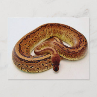 Brown Ball Python Postcard
