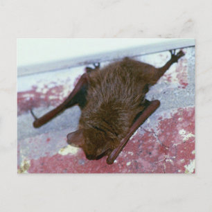 Brown Bat Postcard
