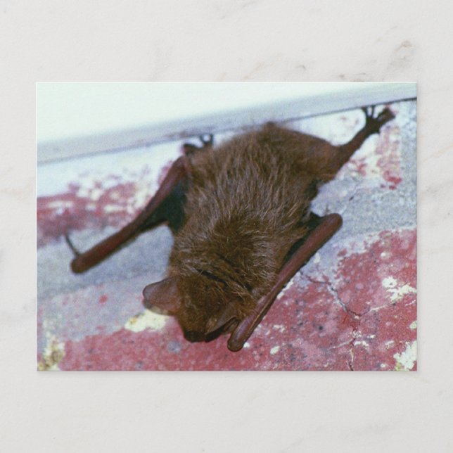 Brown Bat Postcard (Front)