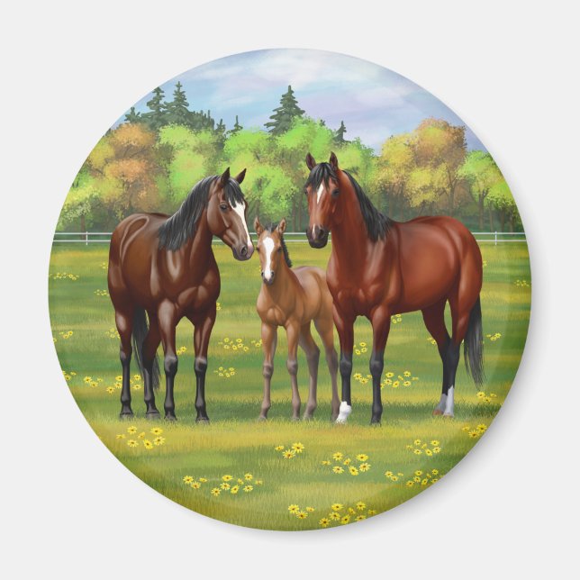 Brown Bay Quarter Horses In Summer Pasture Magnet (Front)