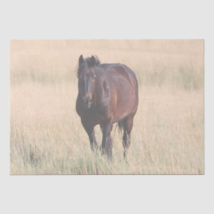 Brown Bay Wild Mustang Horse Tissue Paper