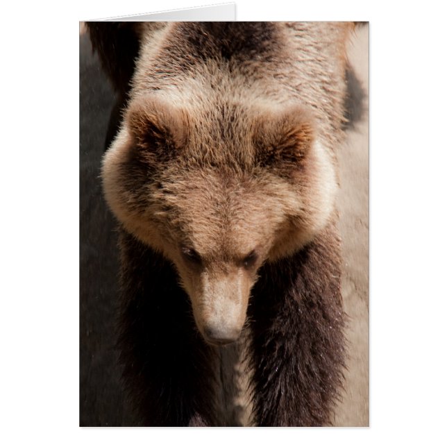 Brown bear (Front)