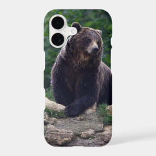 Brown bear