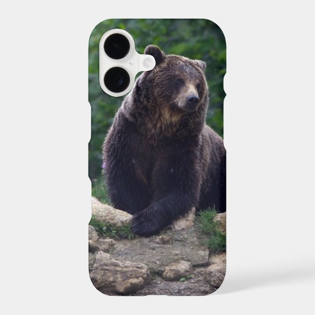 Brown bear (Back)