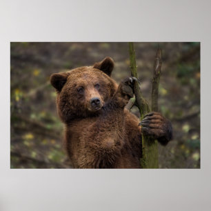 Brown Bear All Paws And Claws Poster