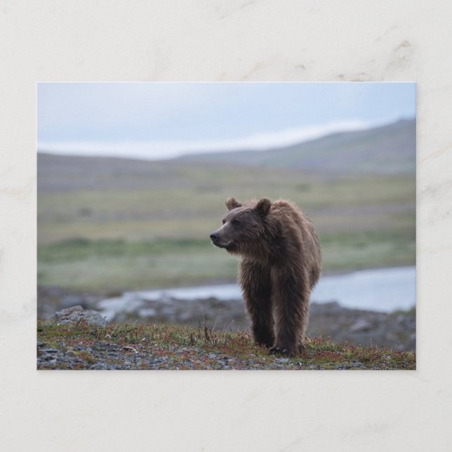 Brown Bear at the Katmai Preserve Postcard (Front)