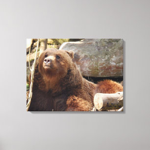 Brown bear at the zoo view canvas print