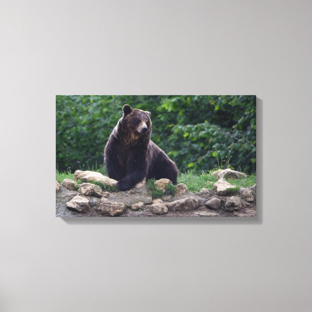 Brown bear canvas print (Front)
