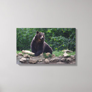 Brown bear canvas print