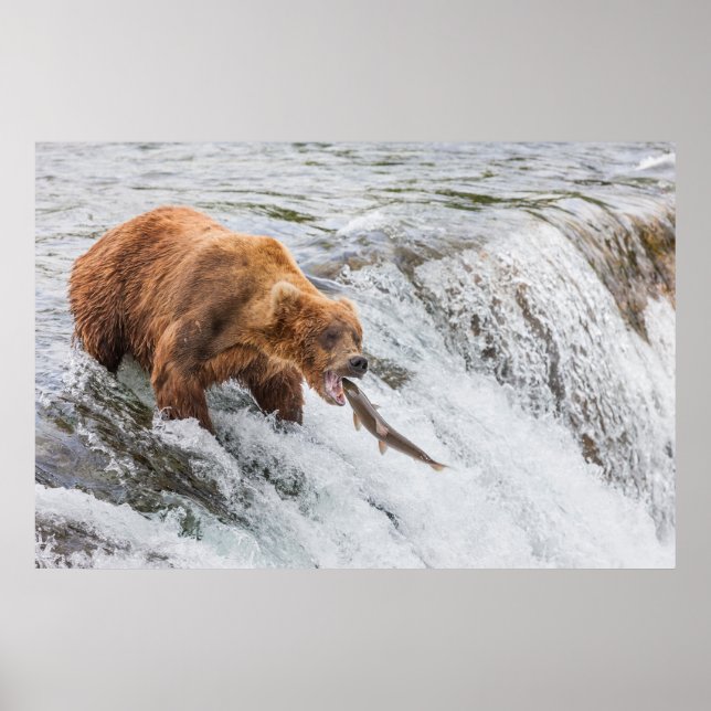Brown Bear Catches Red Salmon Poster (Front)