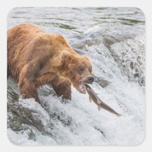 Brown Bear Catches Red Salmon Square Sticker