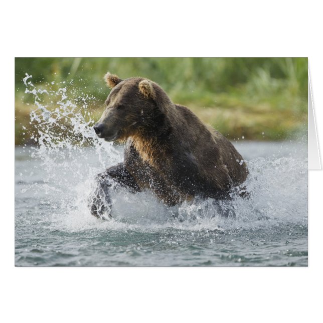 Brown Bear chasing salmon in river (Front Horizontal)