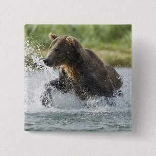 Brown Bear chasing salmon in river 15 Cm Square Badge