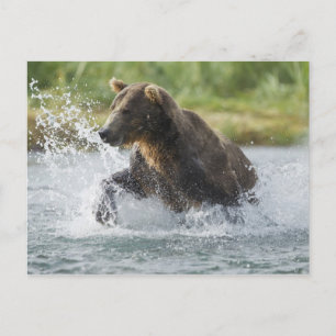 Brown Bear chasing salmon in river Postcard