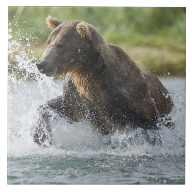 Brown Bear chasing salmon in river Tile (Front)
