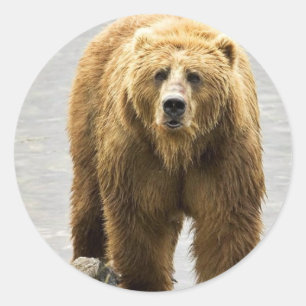 Brown bear classic round sticker