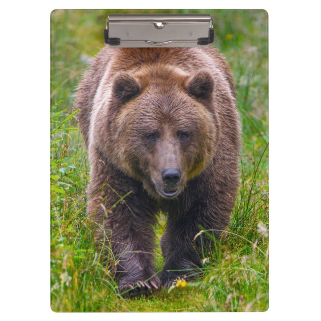 Brown Bear  Clipboard (Front)