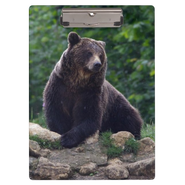 Brown bear clipboard (Front)