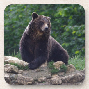 Brown bear coaster