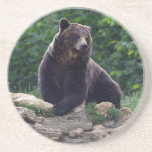 Brown bear coaster