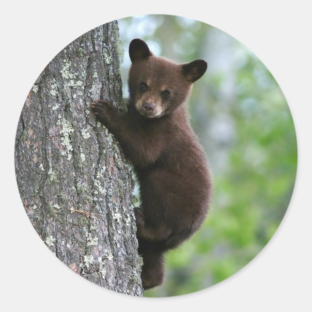 Brown Bear Cub Tree Photo Classic Round Sticker (Front)