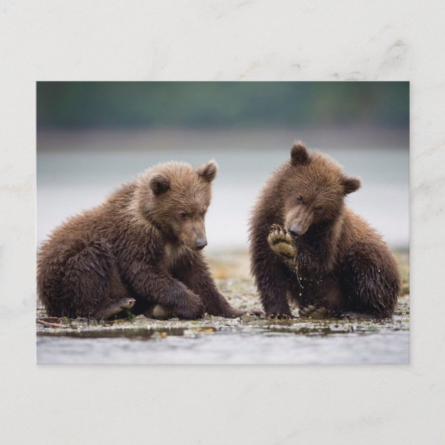 Brown Bear Cubs by the Stream Postcard (Front)