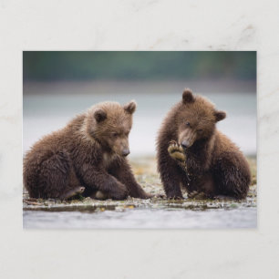 Brown Bear Cubs by the Stream Postcard