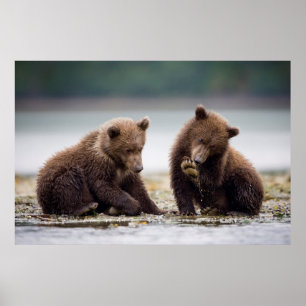 Brown Bear Cubs by the Stream Poster