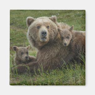 Brown Bear Cubs Cuddling with their Mother Magnet