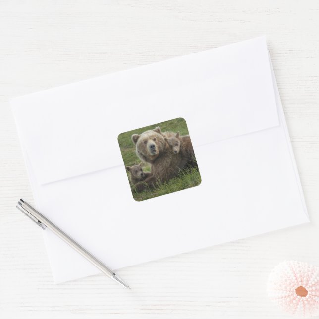 Brown Bear Cubs Cuddling with their Mother Square Sticker (Envelope)