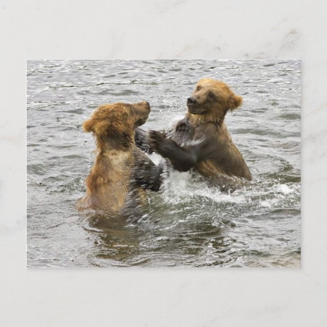 Brown bear cubs playing in water postcard (Front)