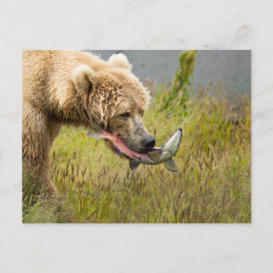 Brown Bear Eating Salmon Postcard