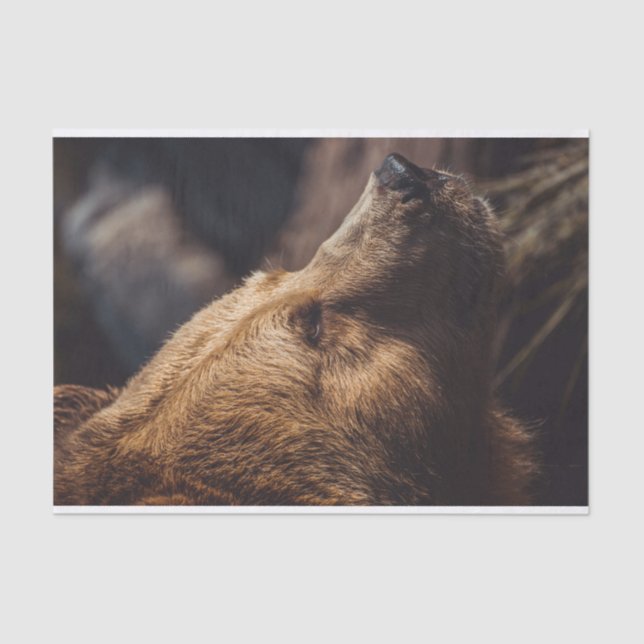 Brown Bear Face Tissue Paper (Front)