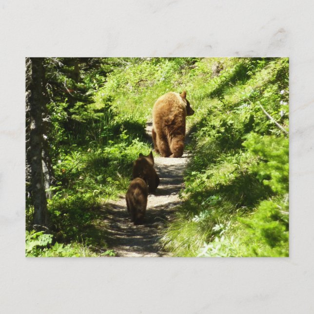 Brown Bear Family Postcard (Front)