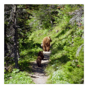 Brown Bear Family Poster