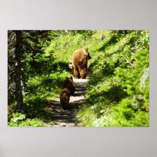Brown Bear Family Poster