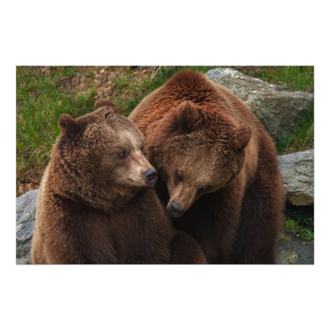 Brown Bear Female Gazing At Male Photo Print (Front)