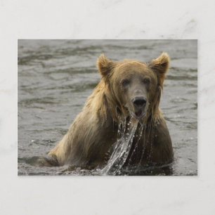 Brown bear fishing postcard