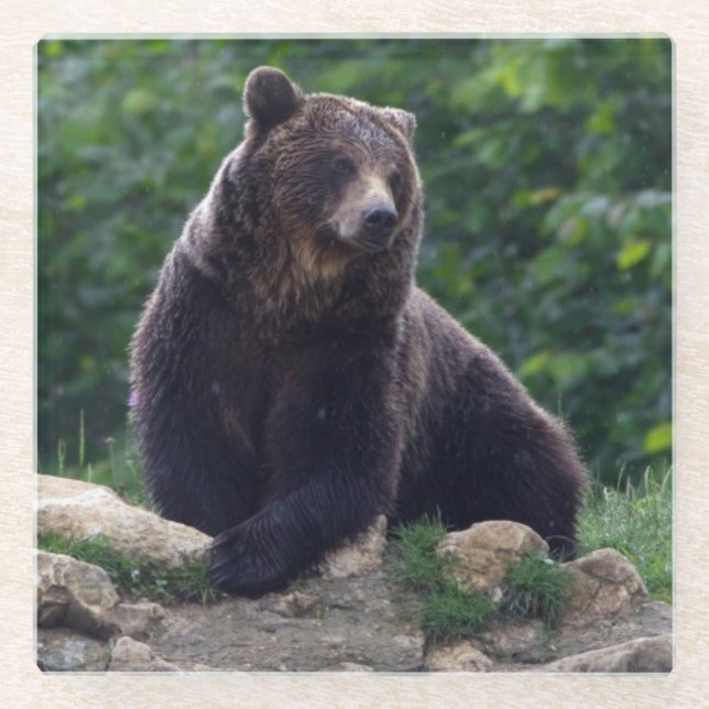 Brown bear glass coaster (Front)