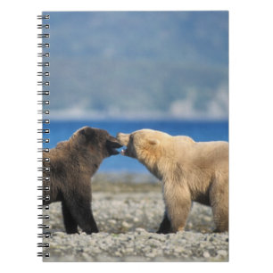Brown bear, grizzly bear, play on the beach, notebook