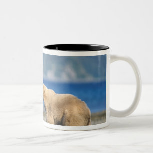 Brown bear, grizzly bear, play on the beach, Two-Tone coffee mug