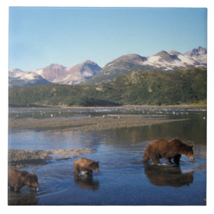 Brown bear, grizzly bear, sow and cubs in tile