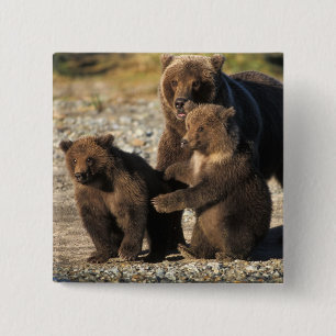 Brown bear, grizzly bear, sow with cubs on coast 15 cm square badge