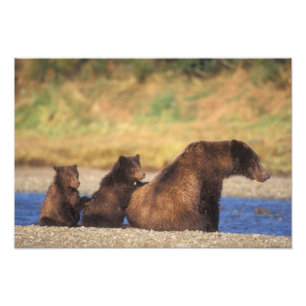 Brown bear, grizzly bear, sow with cubs, photo print