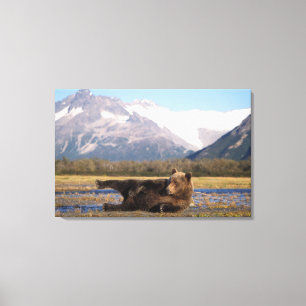 Brown bear, grizzly bear stretching on its back canvas print