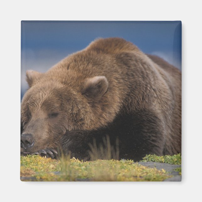 Brown bear, grizzly bear, taking a nap, Katmai Magnet (Front)