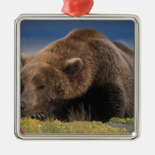 Brown bear, grizzly bear, taking a nap, Katmai Metal Tree Decoration